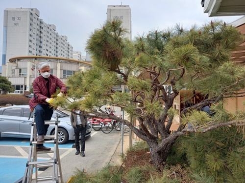 소나무 전지 봉사를 하고 있는 모습