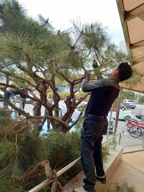 소나무 전지 봉사를 하고 있는 모습